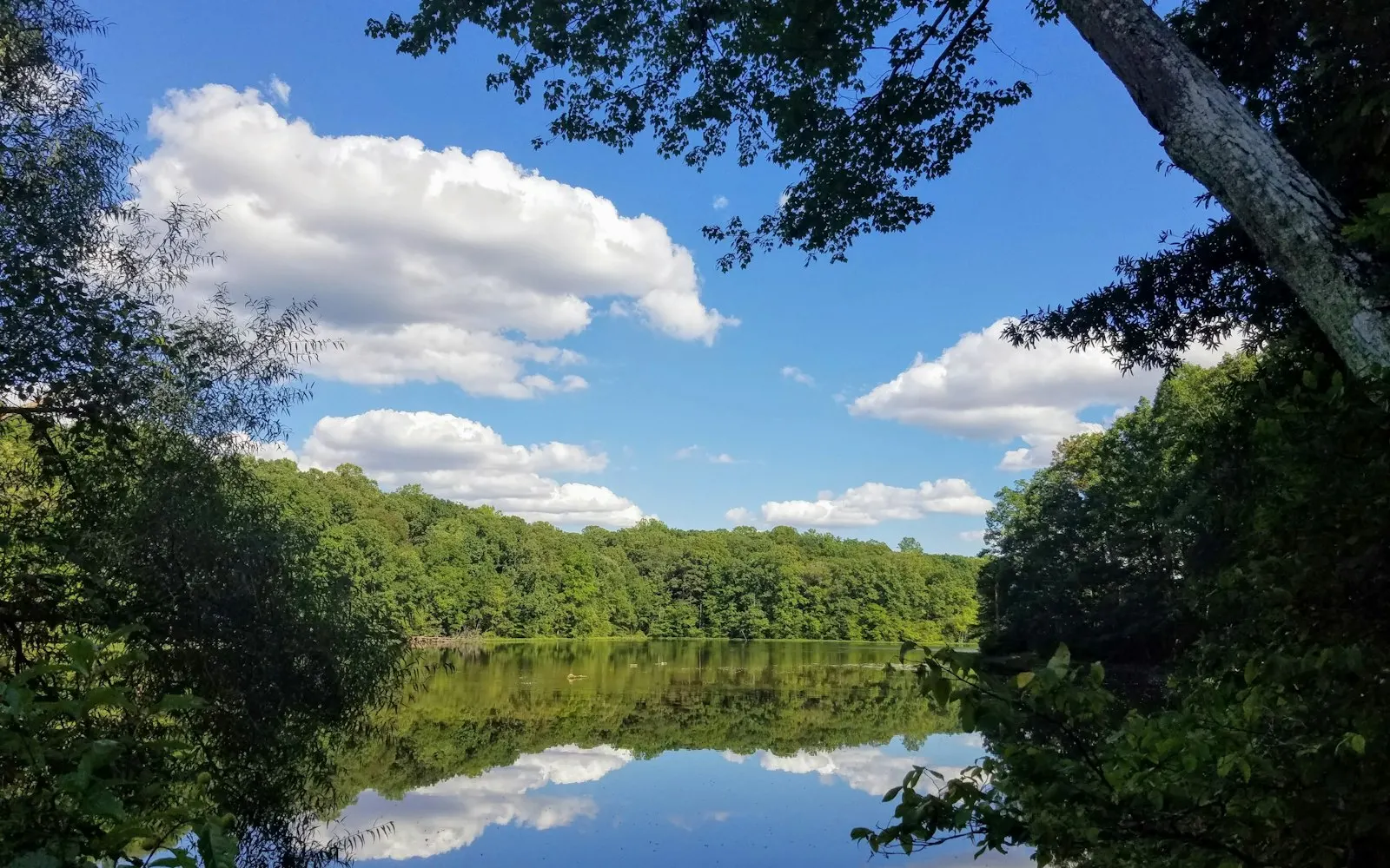Tree-lined lake near Burke, Virginia